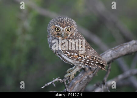 Elf Owl (Micrathene whitneyi) - Presa del 7 maggio 2008 sulla periferia di Tucson, Arizona Foto Stock