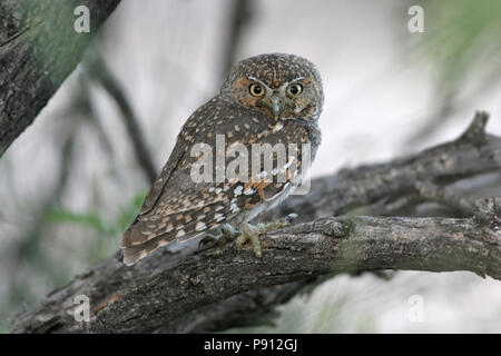 Elf Owl (Micrathene whitneyi) - Presa del 7 maggio 2008 sulla periferia di Tucson, Arizona Foto Stock