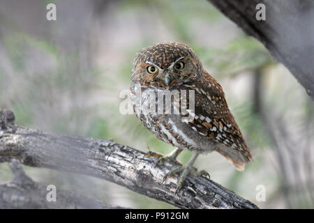 Elf Owl (Micrathene whitneyi) - Presa del 7 maggio 2008 sulla periferia di Tucson, Arizona Foto Stock