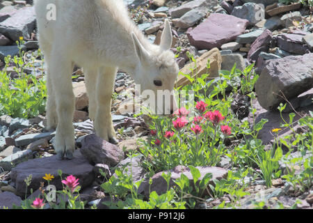 Capre di montagna Logan pass Glacier National Park il 5 agosto, 2016 Foto Stock