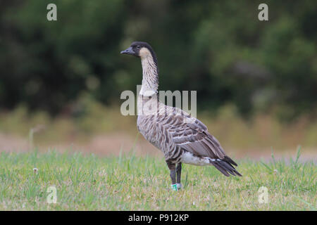 Nene (oca hawaiana) 1 agosto 2017 Hawai'i (Big Island) Foto Stock