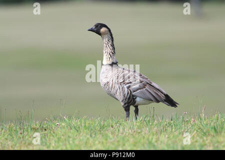 Nene (oca hawaiana) 1 agosto 2017 Hawai'i (Big Island) Foto Stock
