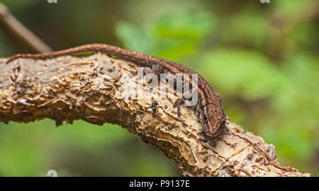 Cape Dwarf Gecko (Lygodactylus capensis) 2 Foto Stock