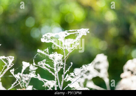 Ragnatele interlacciare il seme essiccato capi di erbe a La Merced National Wildlife Refuge in California Central Valley NEGLI STATI UNITI Foto Stock