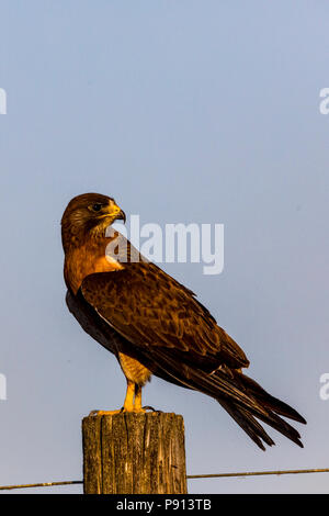 Un Swainson's Hawk (Buteo swainsoni) si siede sulla cima di un palo da recinzione al San Luis National Wildlife Refuge in California Central Valley NEGLI STATI UNITI Foto Stock