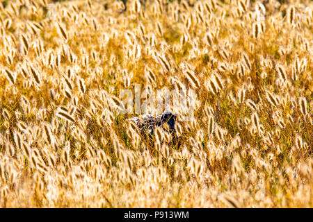 Una donna cinese colli ad anello fagiano nasconde nelle alte erbe al San Luis National Wildlife Refuge nella valle centrale della California Foto Stock