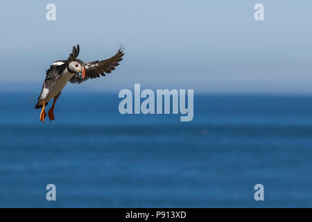 Atlantic puffing atterraggio con un boccone di cicerelli Foto Stock