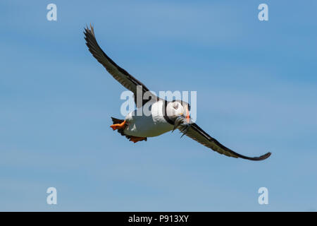 Un atlantic puffin effettua un approccio con un boccone di cicerelli Foto Stock