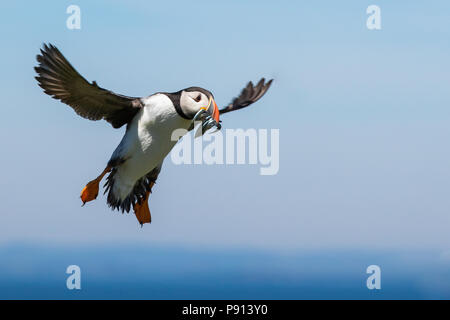 Atlantic puffing atterraggio con un boccone di cicerelli Foto Stock