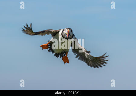 Atlantic puffing atterraggio con un boccone di cicerelli Foto Stock