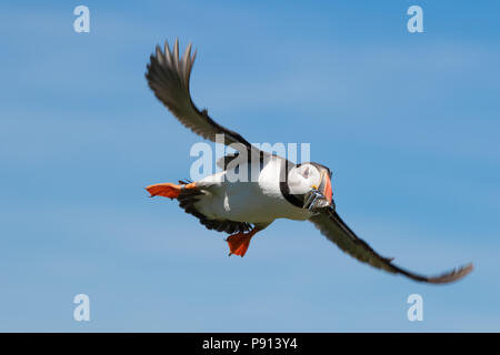 Un atlantic puffin effettua un approccio con un boccone di cicerelli Foto Stock