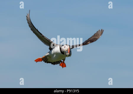 Un atlantic puffin effettua un approccio con un boccone di cicerelli Foto Stock