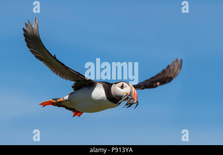 A inanellare atlantic puffin vola con una bocca piena di cicerelli Foto Stock