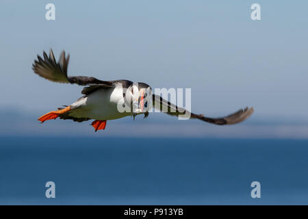 Atlantic puffing avvicinando il nido con un boccone di cicerelli Foto Stock