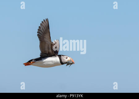 Un atlantic puffin vola con una bocca piena di cicerelli Foto Stock