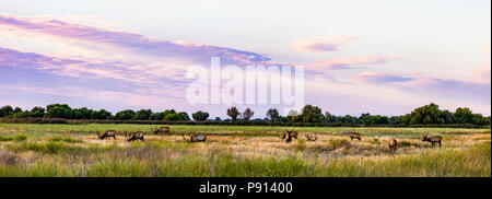 Un panorama di Tule Elk (Cervus canadensis nannodes) al San Luis National Wildlife Refuge nella valle centrale della California Foto Stock