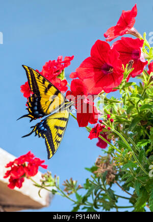 Grande giallo farfalla monarca; monarch; Danaus plexippus; milkweed butterfly; impollinatori fiori da giardino Foto Stock