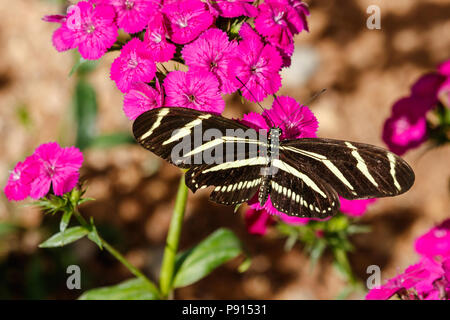 Zebra Longwing butterfly poggiante su un grappolo di vivacemente colorato di rosa fiori in Phoenix, Arizona. Foto Stock