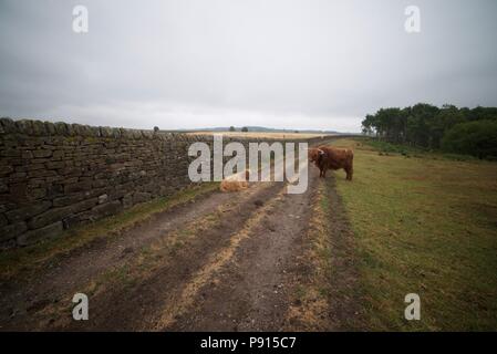 Highland mucca con vitello bloccando la strada e percorso in un campo nel Parco Nazionale di Peak District, i tori sono noti anche come Highland vacche. Foto Stock