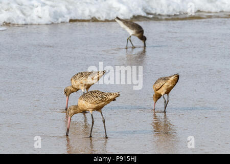 Gruppo di marmo di alimentazione Godwits sulla riva in Crystal Cove parco statale, in Laguna Beach in California Foto Stock