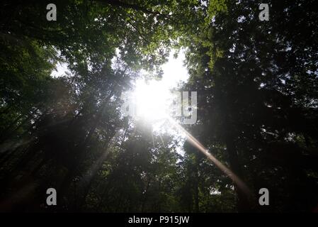 La luce del sole che splende attraverso gli alberi in un bosco, sun luccicante attraverso foglie in un bosco. Foto Stock