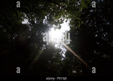 La luce del sole che splende attraverso gli alberi in un bosco, sun luccicante attraverso foglie in un bosco. Foto Stock