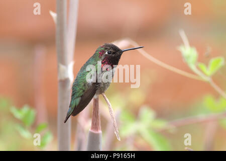 Anna's Hummingbird Aprile 19th, 2014 Deserto Sonoran Museum motivi, nei pressi di Tucson, Arizona Canon 70D, 400 5.6L Foto Stock