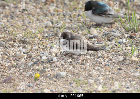 Banca Swallow può 2nd, 2010 Lago di Thompson, Dakota del Sud, STATI UNITI D'AMERICA Foto Stock