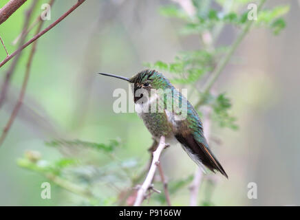 Ampia-tailed Hummingbird Aprile 19th, 2014 Deserto Sonoran Museum motivi, nei pressi di Tucson, Arizona Foto Stock