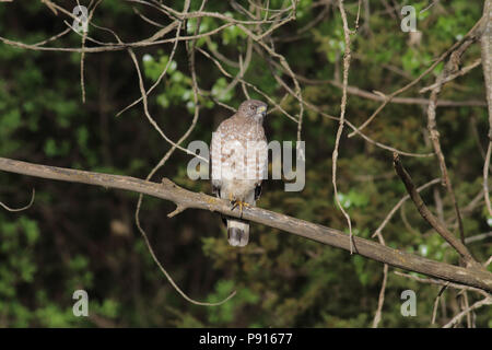 Ampia-winged Hawk può 4th, 2015 Big Sioux Recreation Area vicino a Brandon, SD Foto Stock