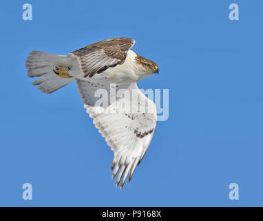 Falco ferruginosa in volo, presa sulla Fort PIerre praterie nazionale vicino a Pierre, Dakota del Sud, STATI UNITI D'AMERICA Foto Stock