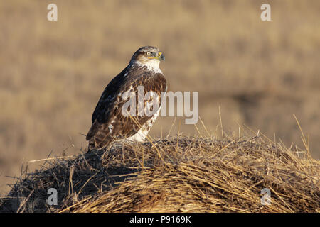 Falco ferruginosa novembre 27th, 2011 Fort Pierre praterie nazionale, Dakota del Sud Foto Stock