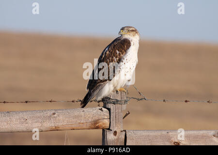 Falco ferruginosa novembre 27th, 2011 Stanley Contea Sudest di Pierre, Dakota del Sud Foto Stock