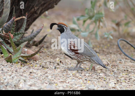 La Gambel Quaglia Aprile 18th, 2014 Hacienda del Desierto, Tucson, Arizona Foto Stock