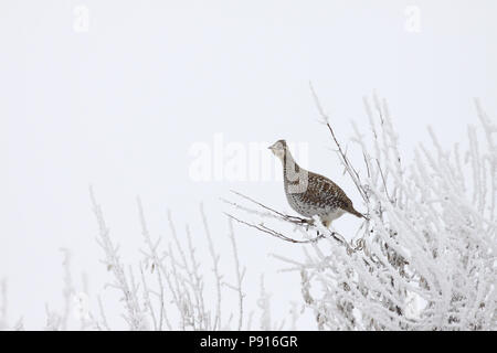Sharp-tailed Grouse Dicembre 19th, 2009 Lyman County, il Dakota del Sud Foto Stock