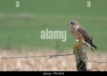 Swainson's Hawk Aprile 17th, 2006 Minnehaha County Foto Stock