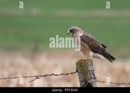 Swainson's Hawk Aprile 17th, 2006 Minnehaha County, il Dakota del Sud Foto Stock