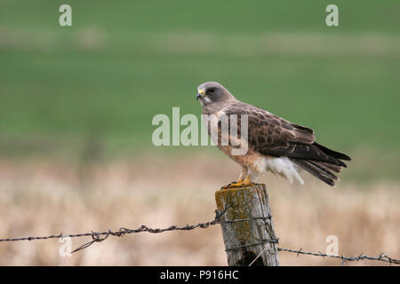 Swainson's Hawk Aprile 17th, 2006 Minnehaha County, il Dakota del Sud Foto Stock