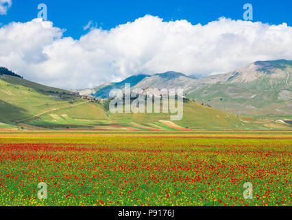Castelluccio di Norcia, 2018 (Umbria, Italia) - Il famoso paesaggio a fiorire con molti colori, nell'altopiano dei Monti Sibillini, Italia centrale Foto Stock