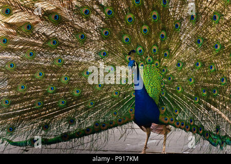 Maschio peafowl indiano - Pavo cristatus visualizzando la sua coda Foto Stock