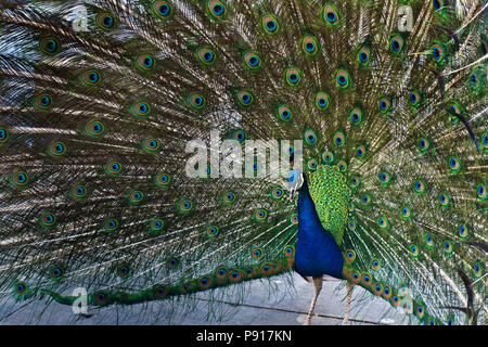 Maschio peafowl indiano - Pavo cristatus visualizzando la sua coda Foto Stock