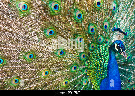 Maschio peafowl indiano - Pavo cristatus visualizzando la sua coda Foto Stock