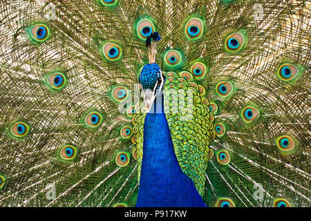 Maschio peafowl indiano - Pavo cristatus visualizzando la sua coda Foto Stock