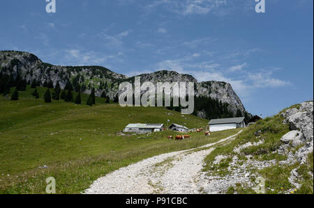 Jachenau, Germania. 02Luglio, 2018. Le mucche pascolano all'Bichler alpeggio sotto la montagna Benediktenwand ridge. La tecnologia si muove in Alta Baviera pascoli di montagna. Trasmettitori GPS invece di campanacci sono supposti per condurre i pastori per il loro bestiame. Credito: Angelika Warmuth/dpa/Alamy Live News Foto Stock