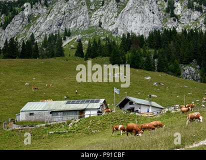 Jachenau, Germania. 02Luglio, 2018. Le mucche pascolano all'Bichler alpeggio sotto la montagna Benediktenwand ridge. La tecnologia si muove in Alta Baviera pascoli di montagna. Trasmettitori GPS invece di campanacci sono supposti per condurre i pastori per il loro bestiame. Credito: Angelika Warmuth/dpa/Alamy Live News Foto Stock