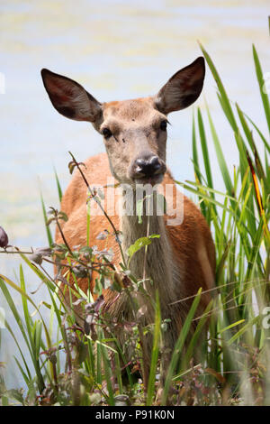 Bushy Park Londra England Regno Unito. Il 14 luglio 2018. Una femmina del cervo di mangia le piante nel laghetto di airone a Bushy Park South West London su un altro caldo giorno d'estate. Credito: Julia Gavin/Alamy Live News Foto Stock