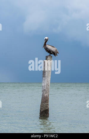 Un pellicano bruno appollaiato su un montante di legno in spiaggia. Foto Stock