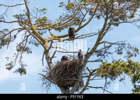 Aquila calva e eaglet sedersi nel loro nido, Vancouver BC Canada Foto Stock