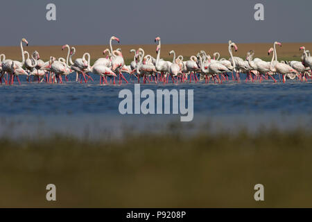 Fenicotteri rosa vicino Jamnagar in Gujarat, India Foto Stock