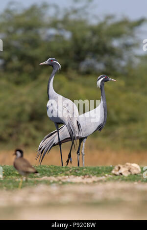 Demoiselle gru (grus virgo) vicino Jamnagar, Gujarat, India Foto Stock